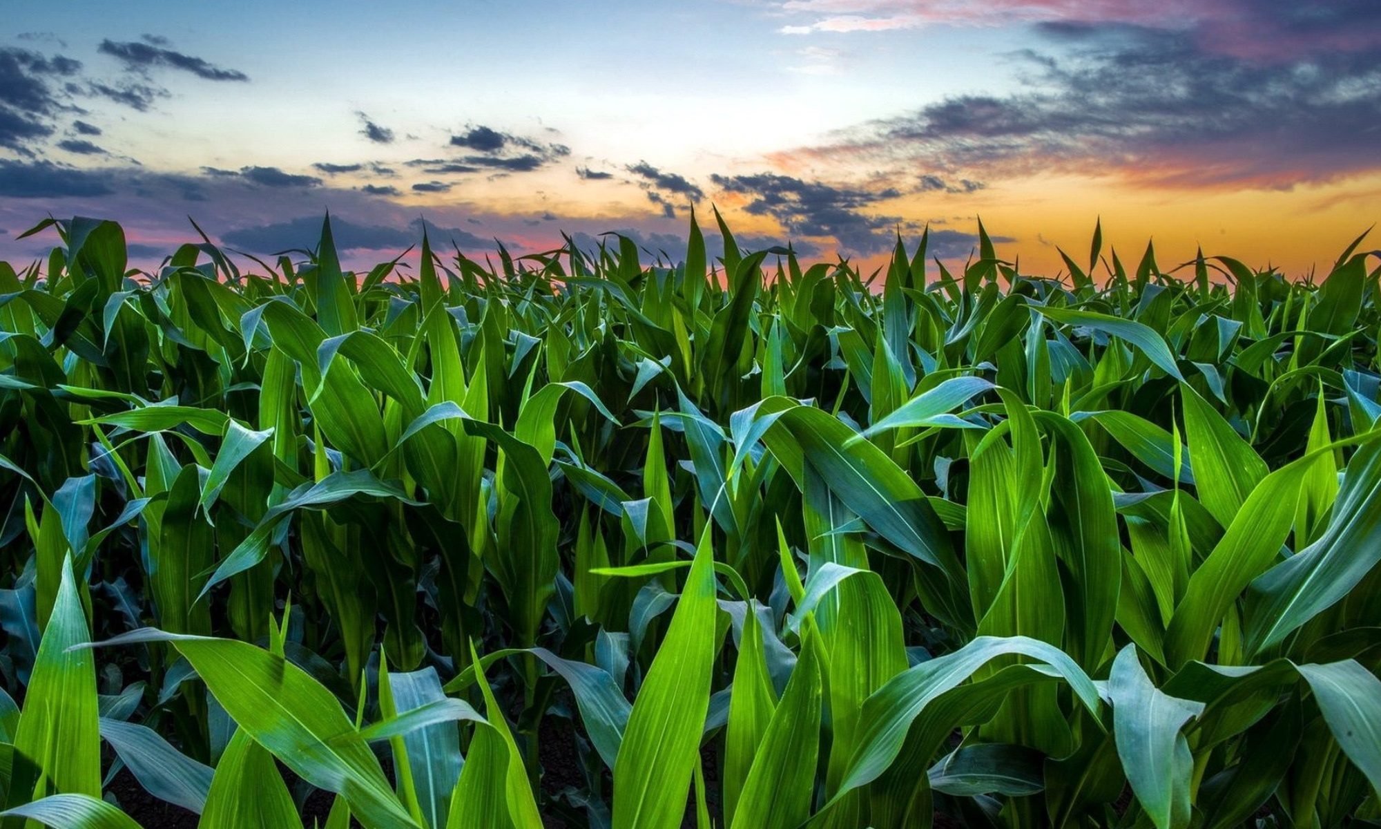 Looking over field of corn at dusk.